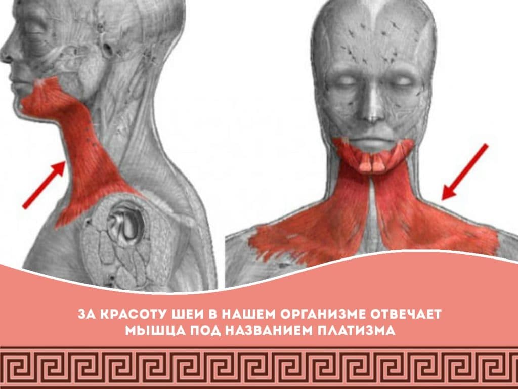 Подкожная мышца шеи platysma